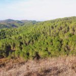 Laurels & Pines trail