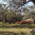 Arbanë-Petrelë-Krrabë-Shijon trail (7)